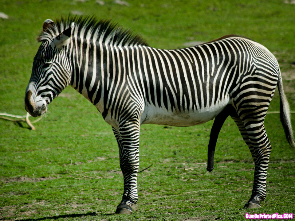 A Zebra.jpg